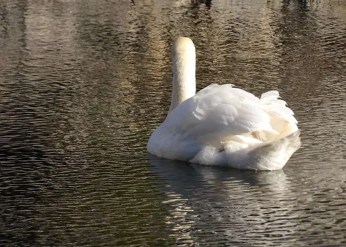 Chalet Les Pilotis Du Cognac